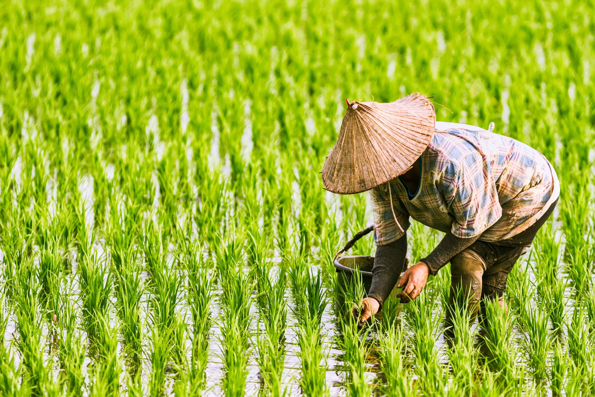 /fm/Files//Pictures/Ido Uploads/Asia/Vietnam/All/Farmer in Rice Field - NS - SS.jpg